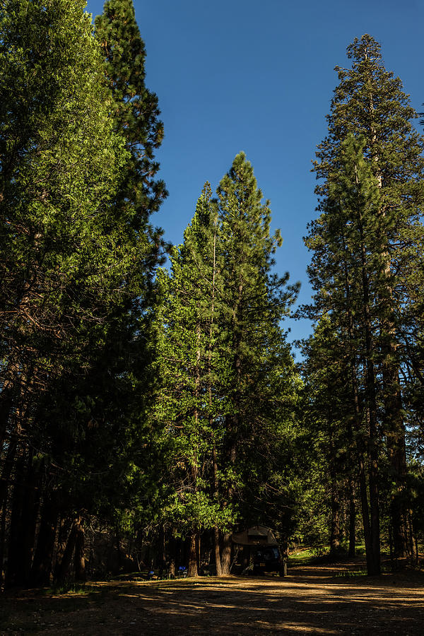 Sequoia Trees  Photograph by Julieta Belmont