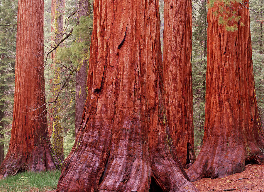 Sequoia Trees, Yosemite Np, California Photograph by Art Wolfe