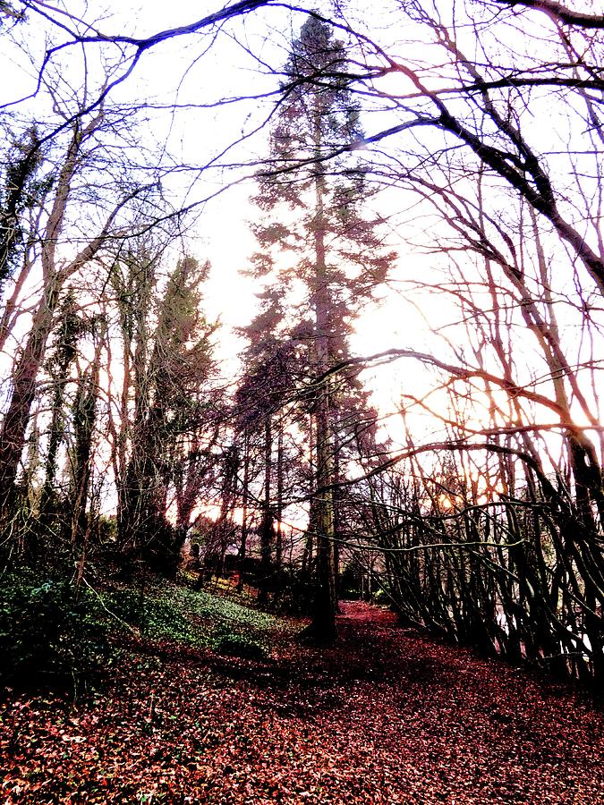 Handheld Photograph - Sequoias In Scotland by Nik Watt Handheld Photograph - Sequoias In Scotland by Nik Watt