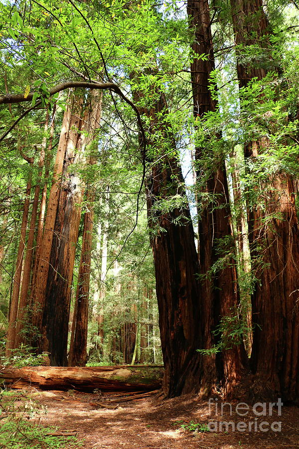  Sequoias In The Muir Woods Photograph by Christiane Schulze Art And Photography