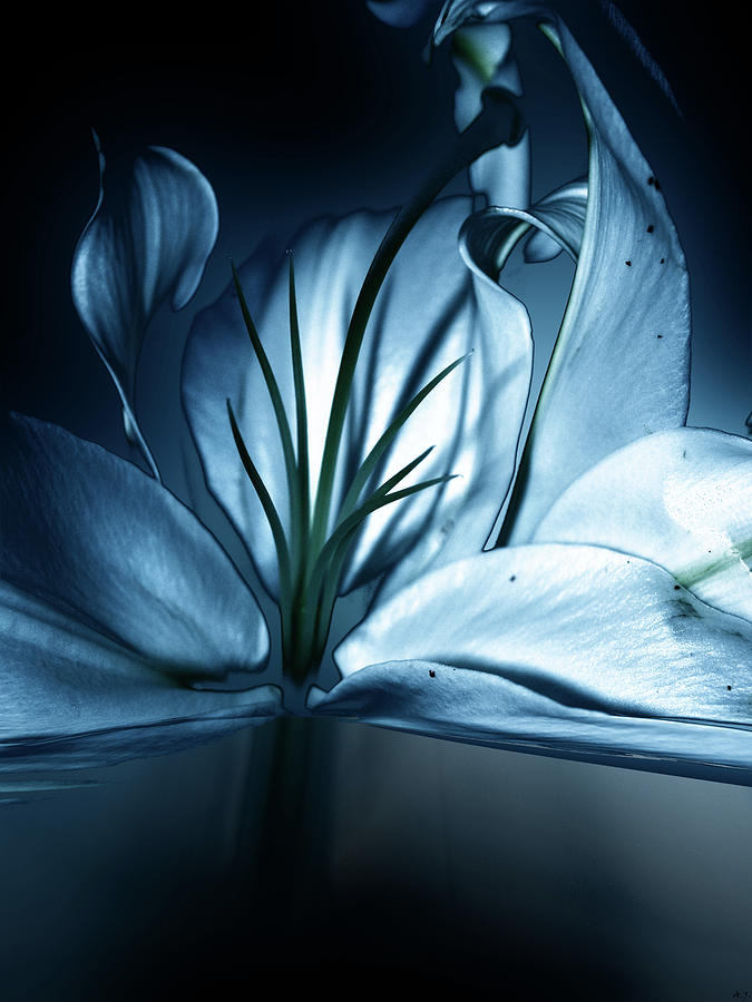 Serene by Another Dimension Art Serene by Another Dimension Art