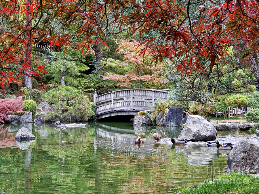 Serene Autumn Japanese Garden Pond Photograph By Carol Groenen