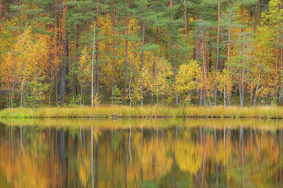 Fall Photograph - Serene autumn landscape at forest lake by Juhani Viitanen