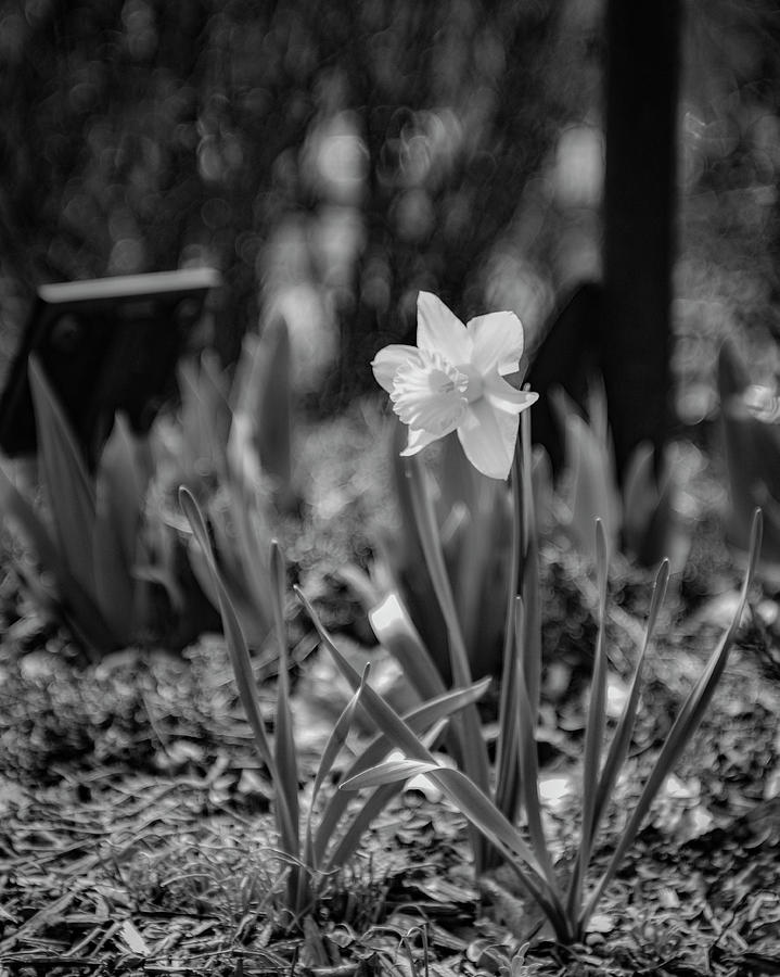 Serene Black And White Daffodil In The Early Morning Sunshine Photograph
