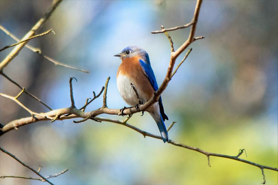 Serene Bluebird Photograph by Mary Ann Artz