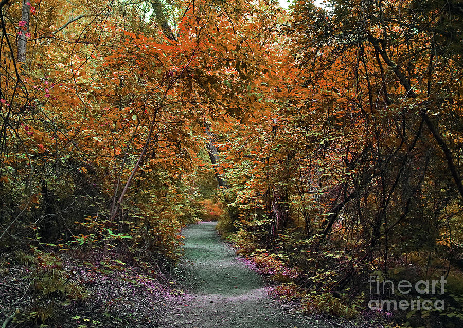 Serene Dream Path Photograph by Lydia Holly