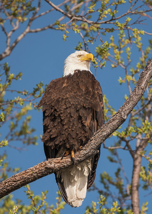 Serene Eagle Photograph by Loree Johnson