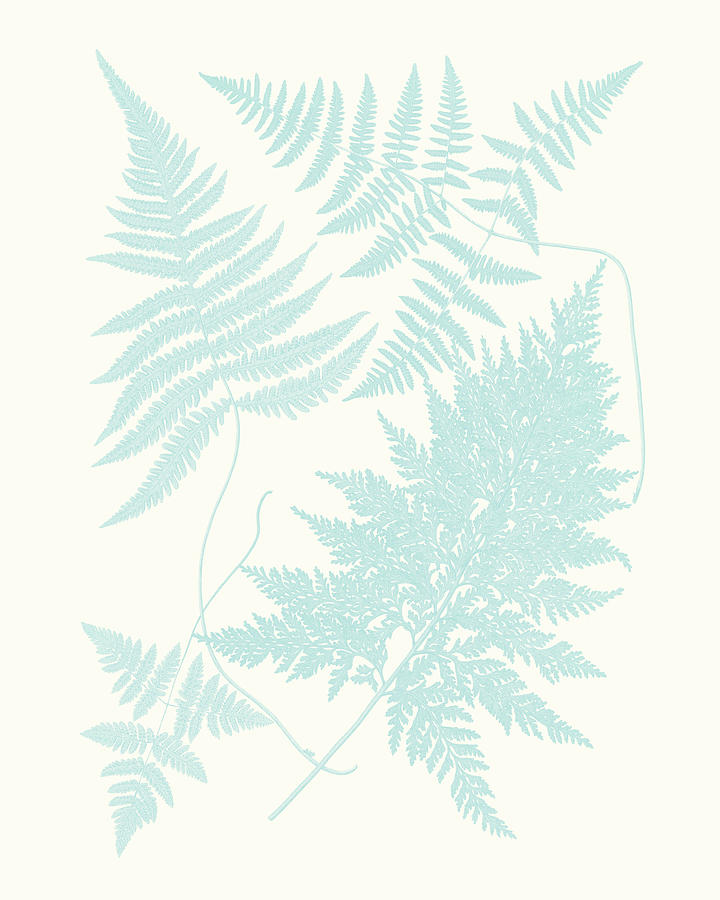 Ferns Painting - Serene Ferns Iv by Vision Studio