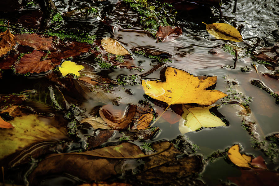 Serene Leaves Photograph by Christopher Maxum