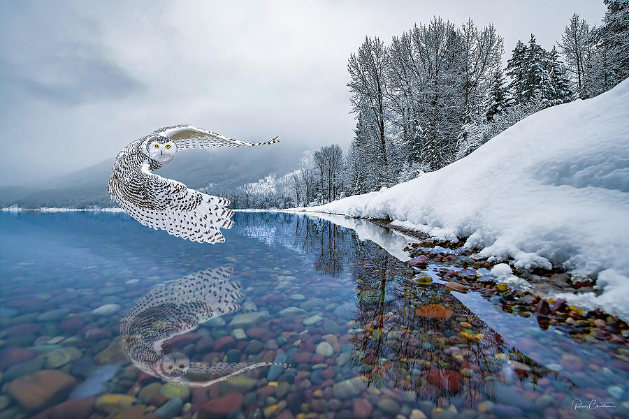 Serene Snowy Owl Photograph by Randy Christopher