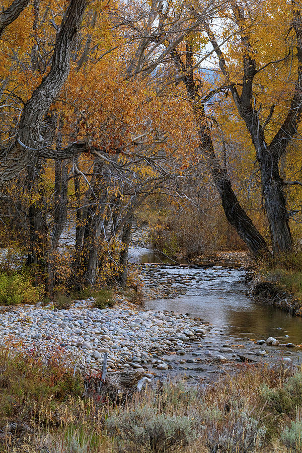 Grand Teton National Park Photograph - Serene Stream in Autumn by Catherine Avilez