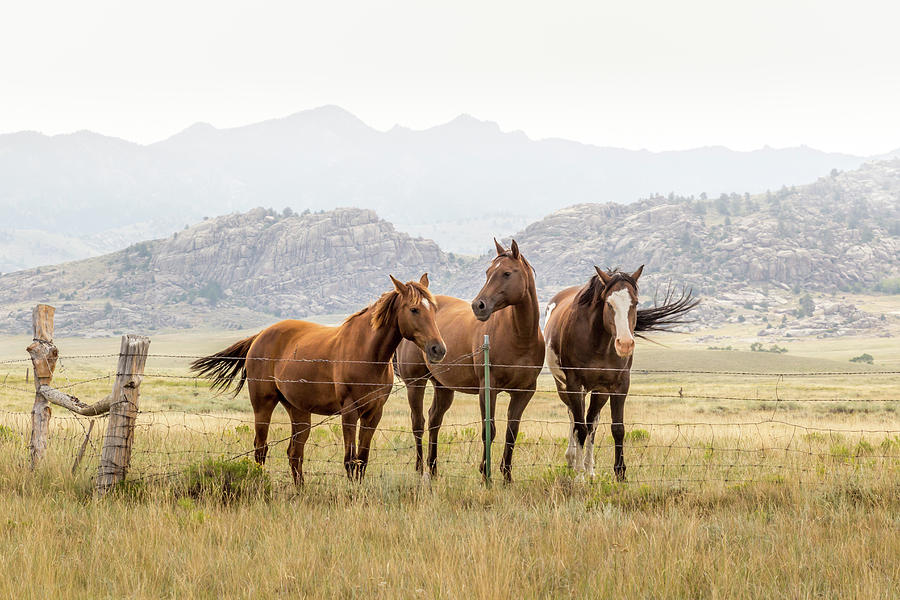 Serene Trio Photograph by Diane Mintle