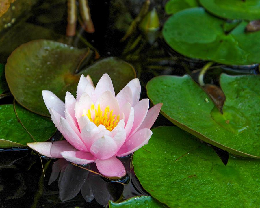 Serene Waterlily Photograph by Candace Teague - Fine Art America