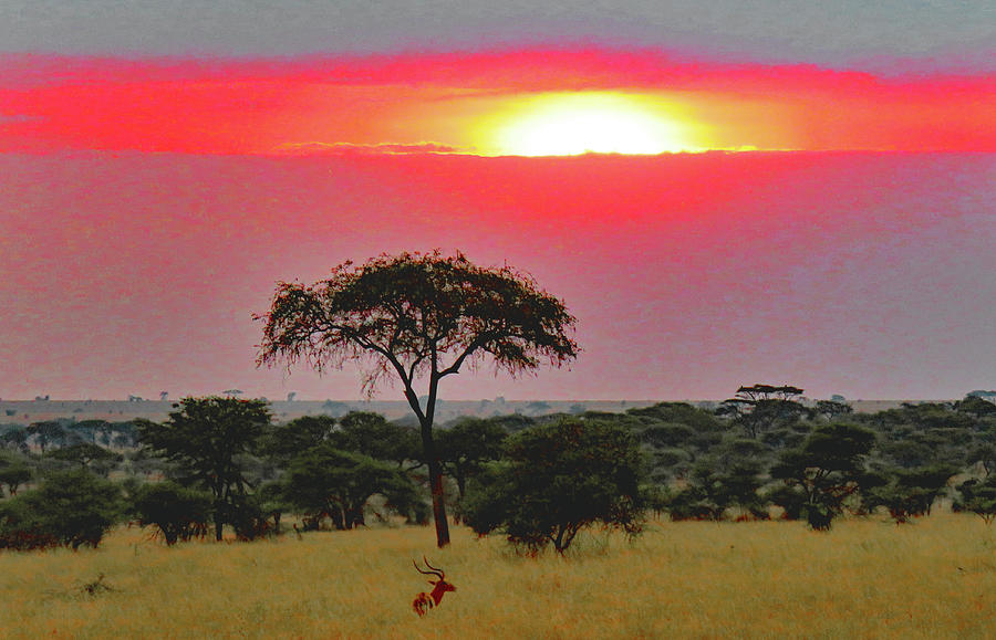 Serengeti at dusk Photograph by Imagery-at- Work