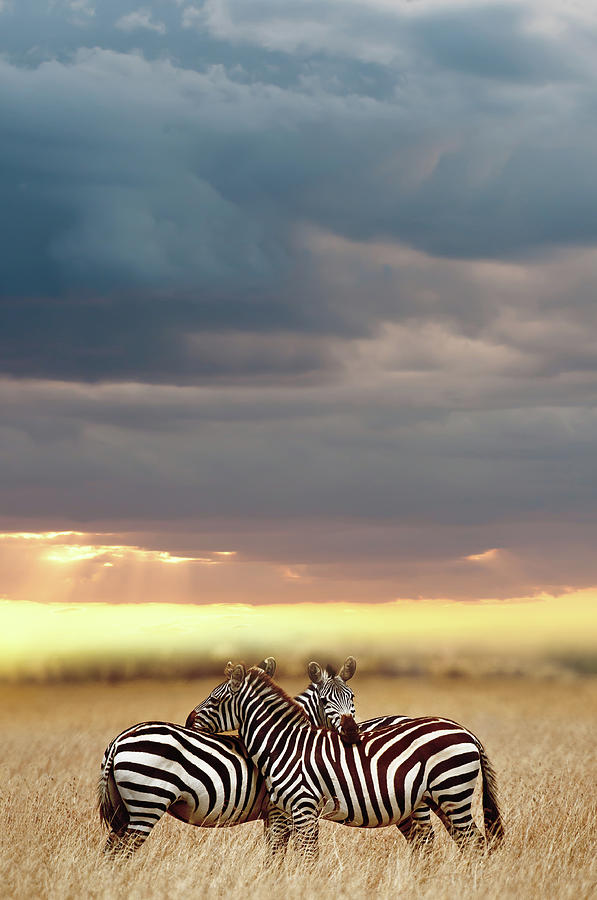 Serengeti Photograph by Boezie