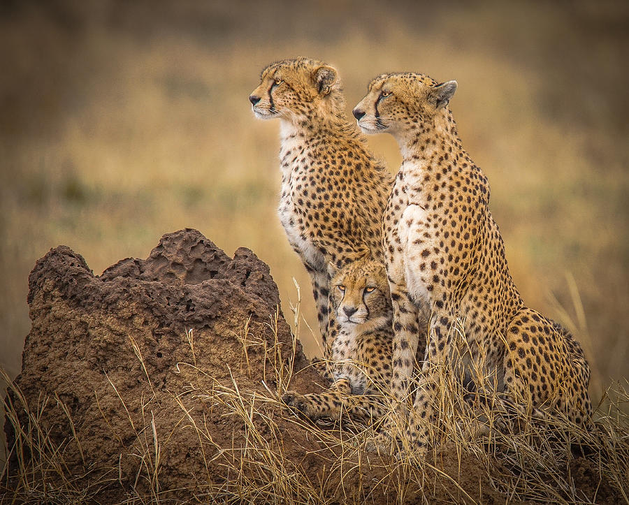 Wildlife Photograph - Serengeti Cheetahs by Melissa Theil