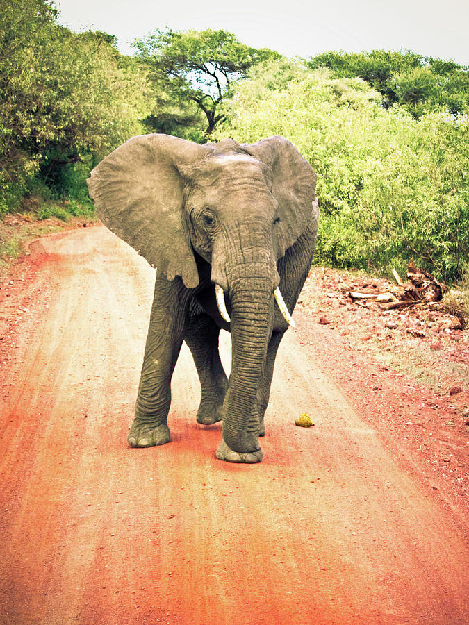 Serengeti Elephants Photograph by Lindsay Miles-pickup