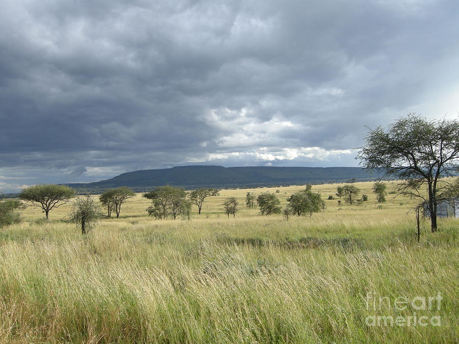 Serengeti Plains Photograph By William Ahlberg Pixels   Serengeti Plains William Ahlberg 