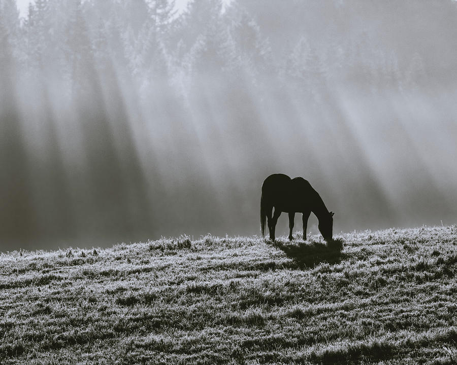 Serenity 1 in Monochrome Photograph by Catherine Avilez