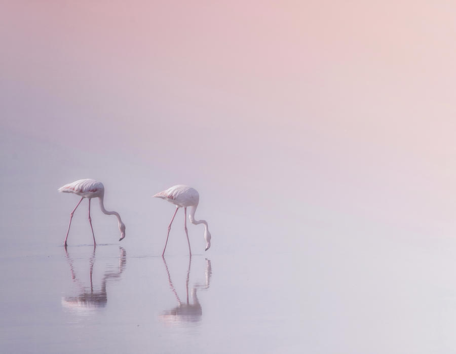 Serenity 3 Photograph by Ahmed Thabet