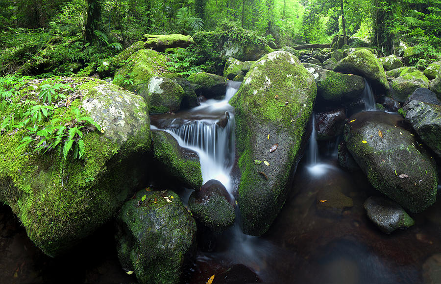 Serenity Of Rainforest Photograph by Visionandimagination.com