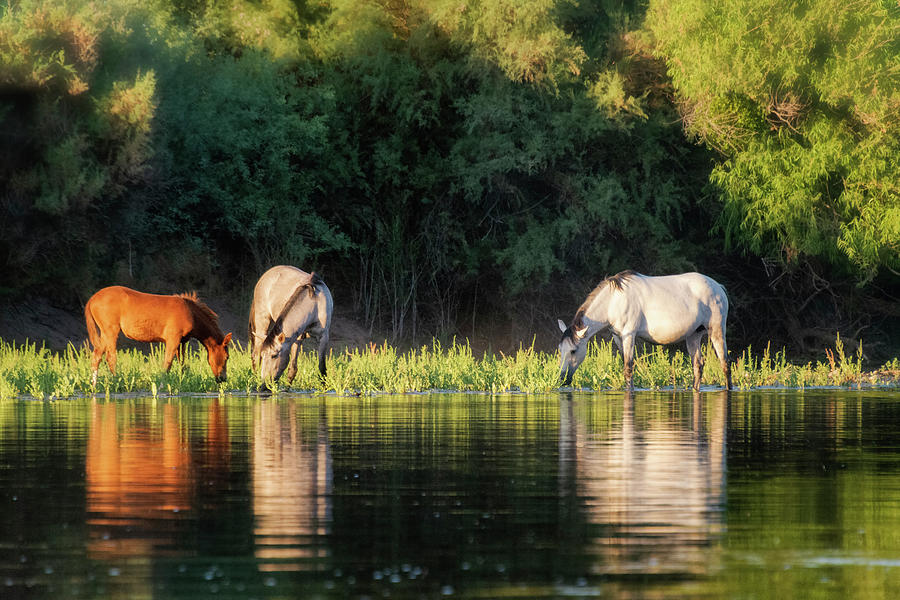 Wildlife Photograph - Serenity On The River  by Saija Lehtonen