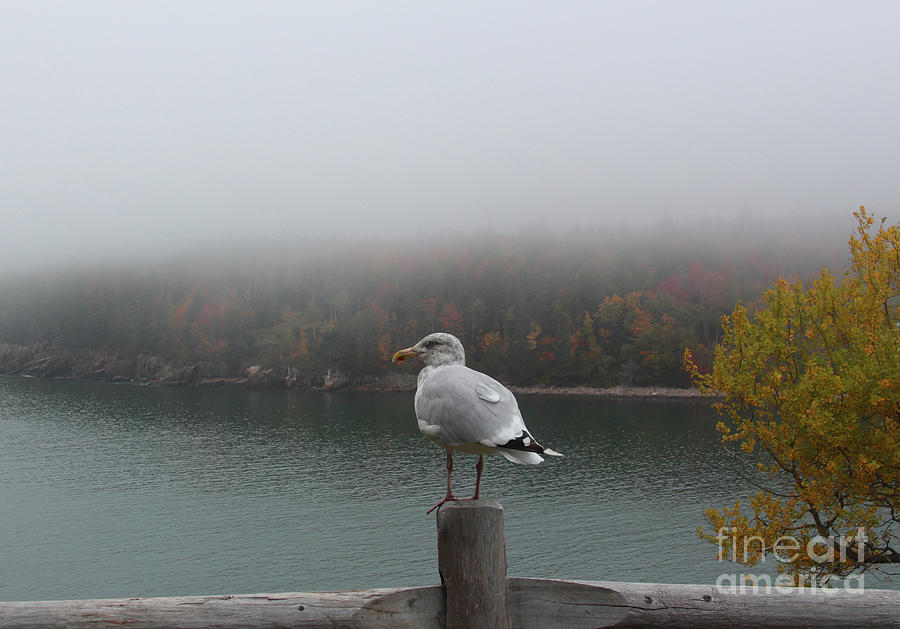 Seagull Photograph - Serenity by Steven Digman Seagull Photograph - Serenity by Steven Digman