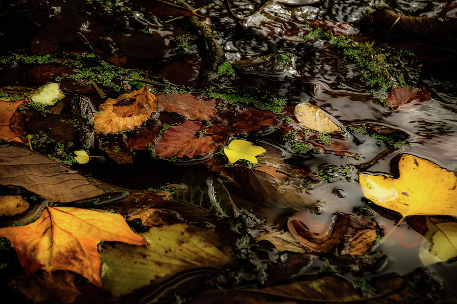 Serenity upon an Autumn Pond Photograph by Christopher Maxum