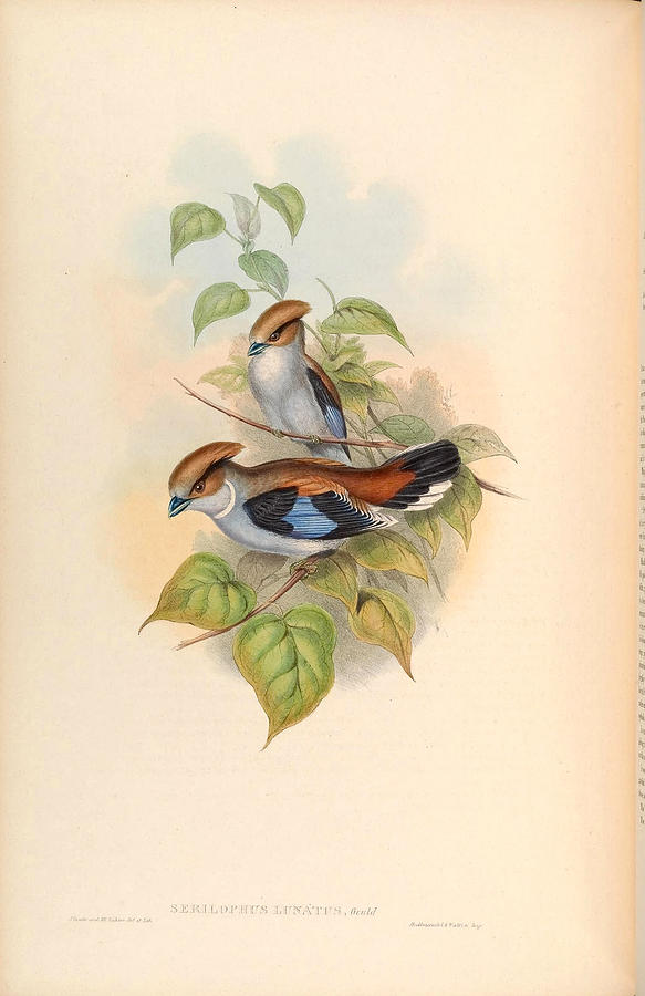 Asian Birds Painting - Serilophus Lunatus Vintage Bird Of Asia by Vintage Birds Of Asia Gallery