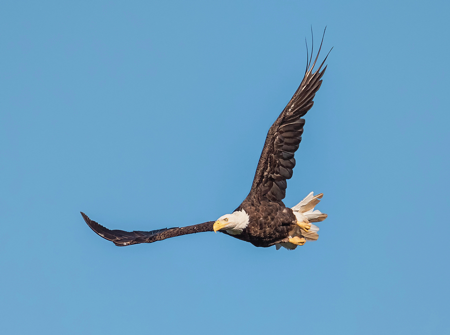 Serious Bald Eagle Photograph by Loree Johnson