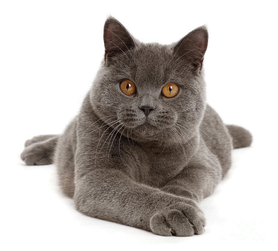 Serious Grey Cat Photograph by Warren Photographic