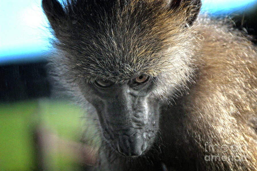 Serious Macaque Monkey  Photograph by Doc Braham