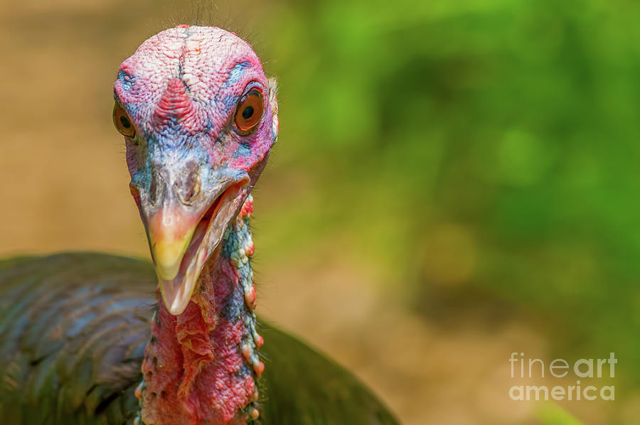 Serious Turkey Portrait Photograph By Bobby Griffiths Fine Art America