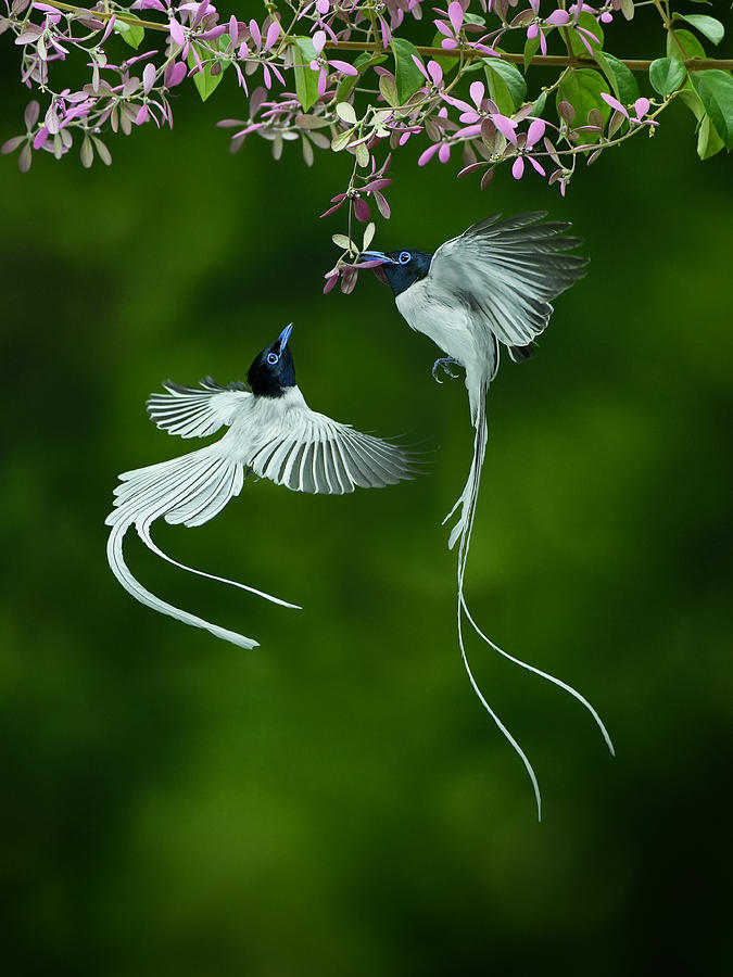 Seriwang Asia Bird Photograph by Rubby Adhisuria