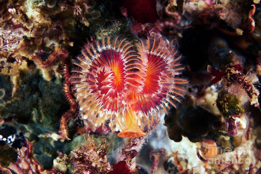 Serpula Polychaete Worm Photograph by Alexander Semenov/science Photo ...