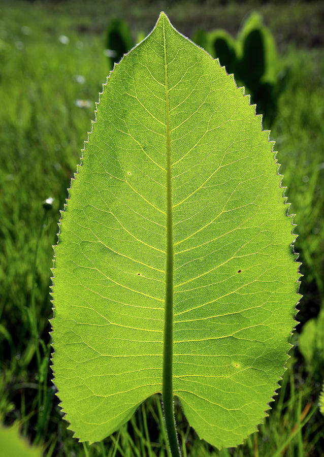 serrated leaves