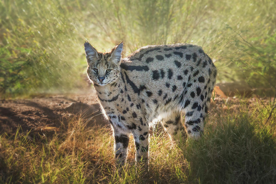 Serval at Sunrise by TL Wilson Photography Photograph by Teresa Wilson