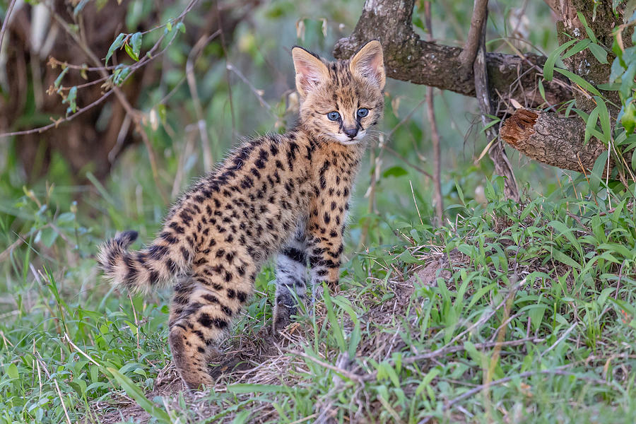 Nature Photograph - Serval Cub by Alessandro Catta