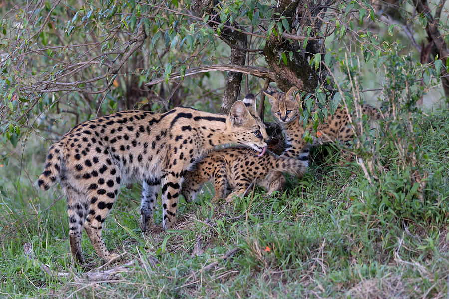 Serval Family Photograph by Alessandro Catta