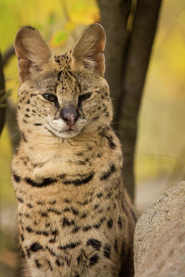 Serval Photograph by Holly Hildreth