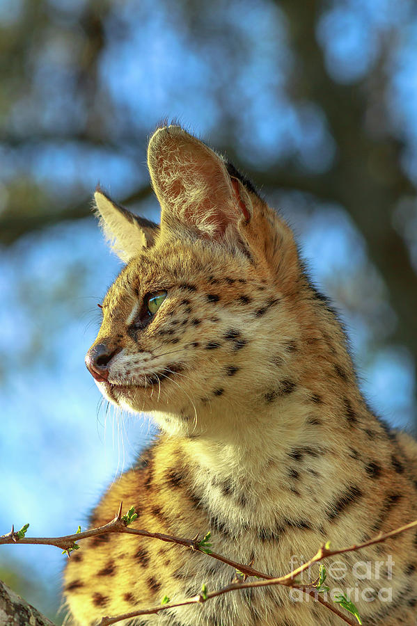 Serval on a tree Photograph by Benny Marty