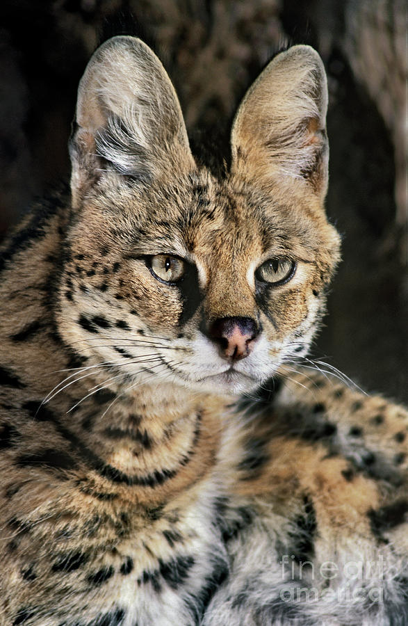 Serval Portrait Wildlife Rescue Photograph by Dave Welling