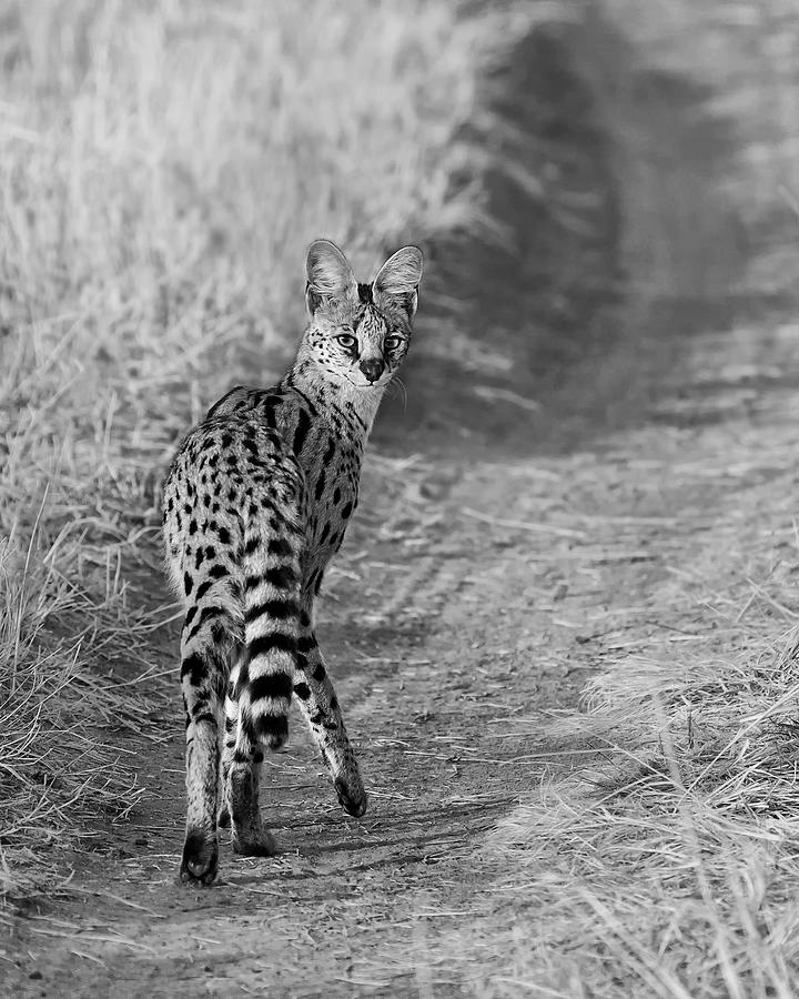 Wildlife Photograph - Serval by Sufang Wang