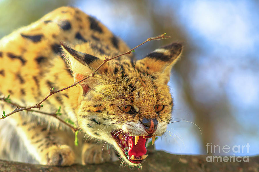 Serval very angry Photograph by Benny Marty