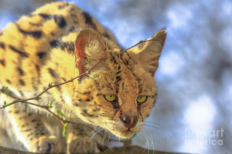 Serval wild cat Photograph by Benny Marty