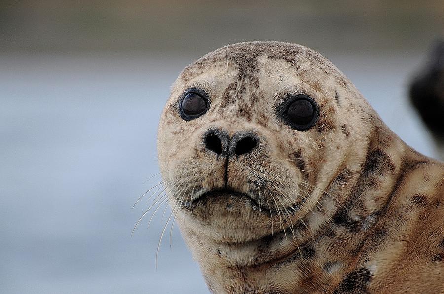 Seal Pup Photograph by Joe Meche - Fine Art America