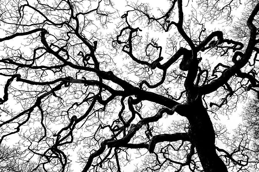 Sessile Oak Tree Silhouetted Against White Sky, Mull Photograph by Niall Benvie / Naturepl.com Sessile Oak Tree Silhouetted Against White Sky, Mull Photograph by Niall Benvie / Naturepl.com