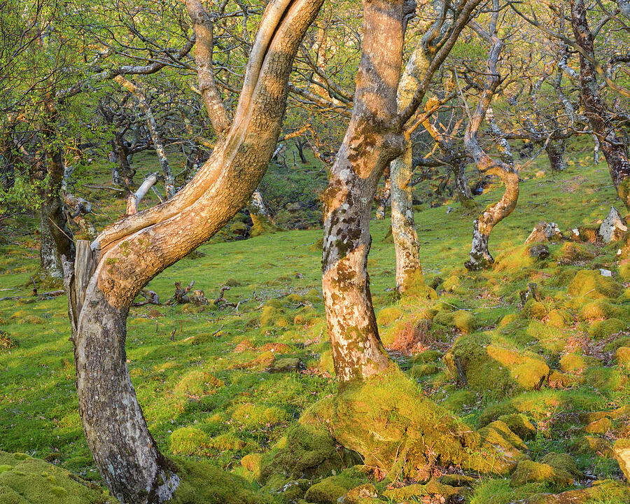 Tree Photograph - Sessile Oak Trees Loch Na Keal, Mull by Niall Benvie / Naturepl.com