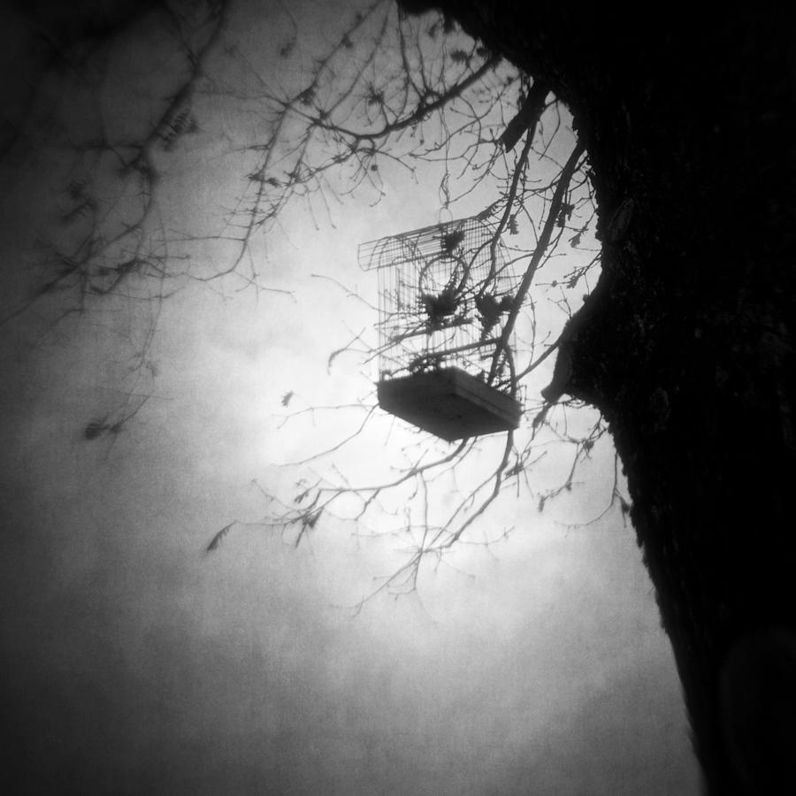 Tree Photograph - Set My Mind Free by Vangelis Bagiatis