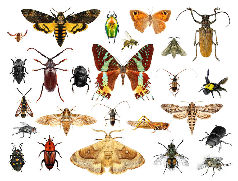 Bee Photograph - Set Of Insects On White Background by Protasov An Bee Photograph - Set Of Insects On White Background by Protasov An